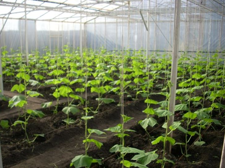 Выращивание огурцов в теплице зимой: технология, как бизнес, рентабельность, на продажу, видео, для начинающих