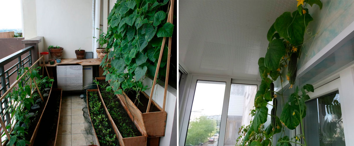 Выращивание огурцов на балконе в домашних условиях