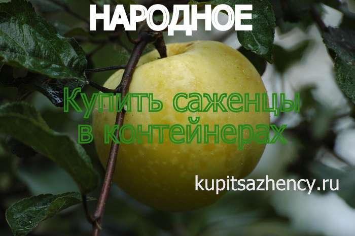 Лучшие 10 сортов яблонь для средней полосы. список названий с описаниями и фото — ботаничка.ru
