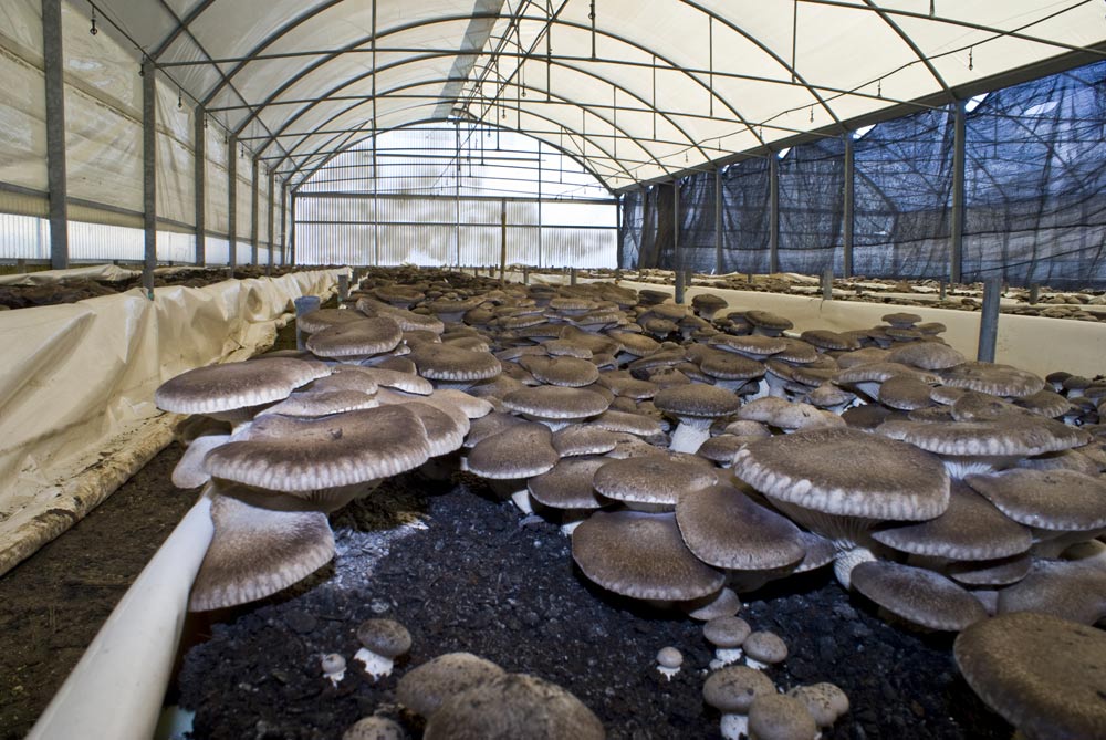 Выращивание белых грибов как бизнес: в теплице, дома, в подвале