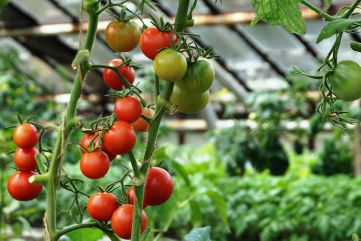Самые лучшие и урожайные сорта томатов для открытого грунта и теплиц урала