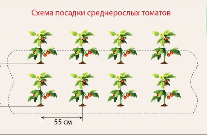 Схема посадки томатов в теплице