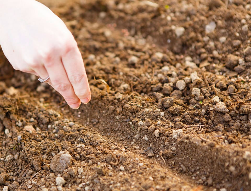 Горчица как сидерат: когда и как сеять для улучшения плодородия почвы
