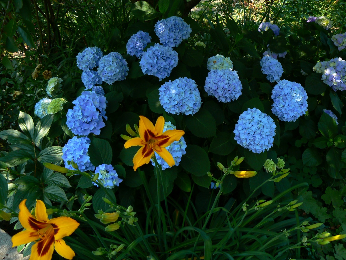 Обзор популярных многолетних цветов для сада и огорода с названиями и фото