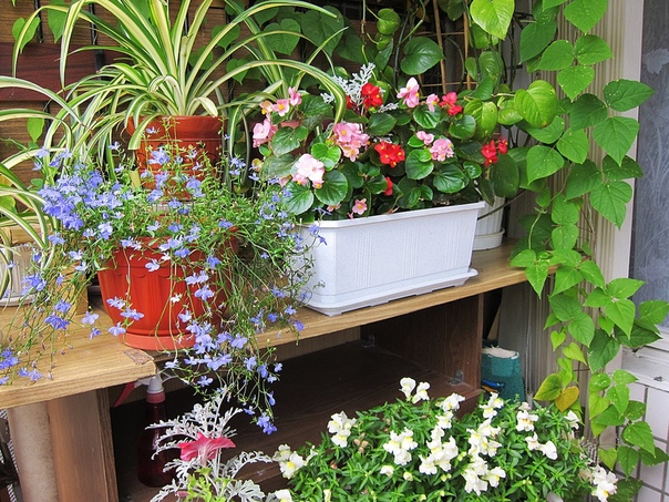 Нежные цветы на балконе: озеленение с помощью растений