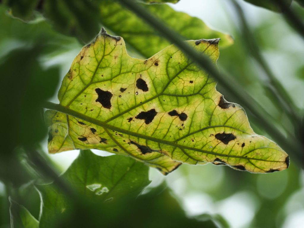 Пятна на листьях баклажан у рассады фото и их лечение