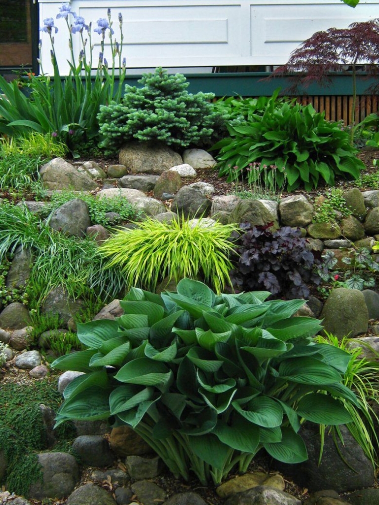 Ландшафтный дизайн: хосты в сочетании с другими цветами для оформления сада