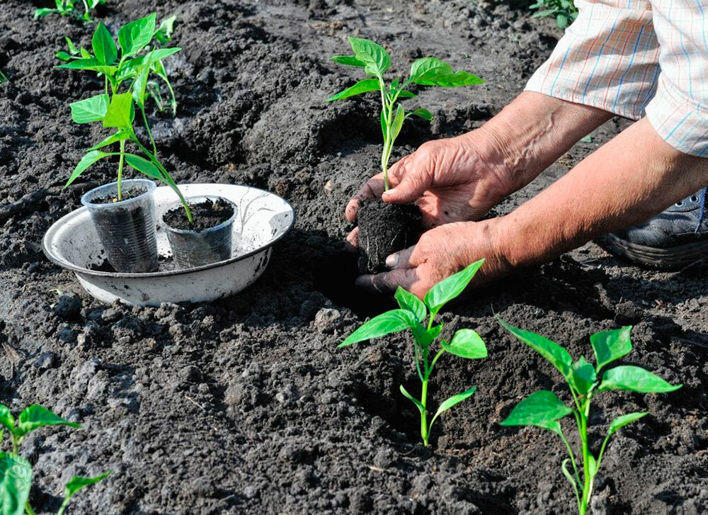 Выращивание перцев в теплице: как вырастить хороший урожай