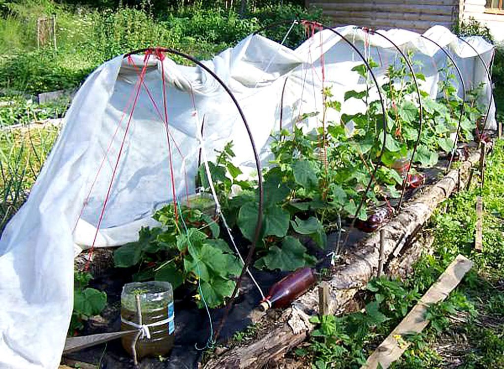 Выращивание огурцов на шпалере: как посадить в открытый грунт и правильно укрыть
