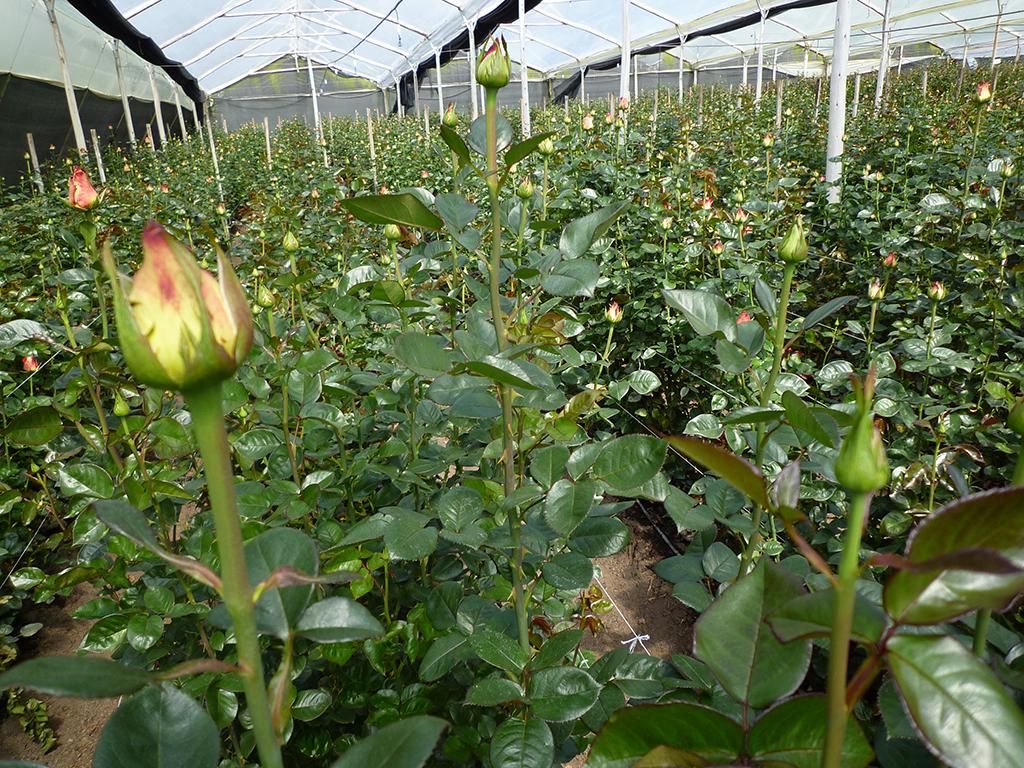 Выращивание роз в домашних условиях – бизнес-проект для заработка