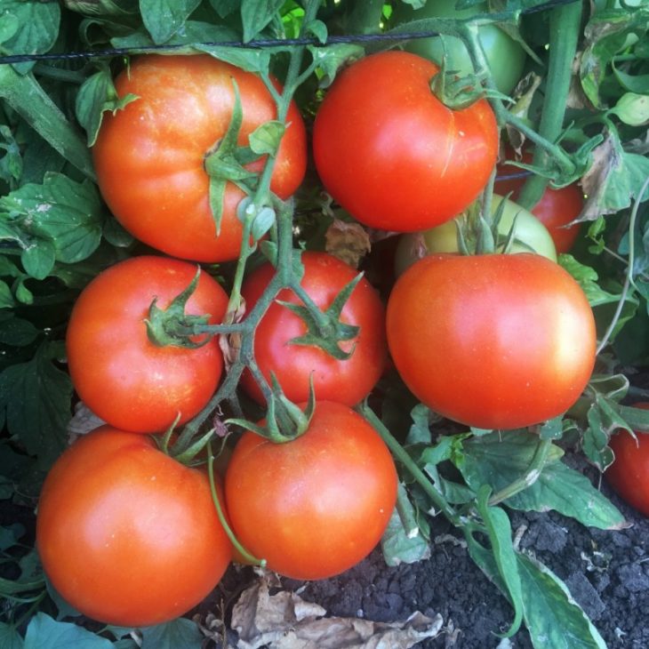 Климат не приговор: урожайные новинки и старые проверенные сорта томатов для Северо-Запада России