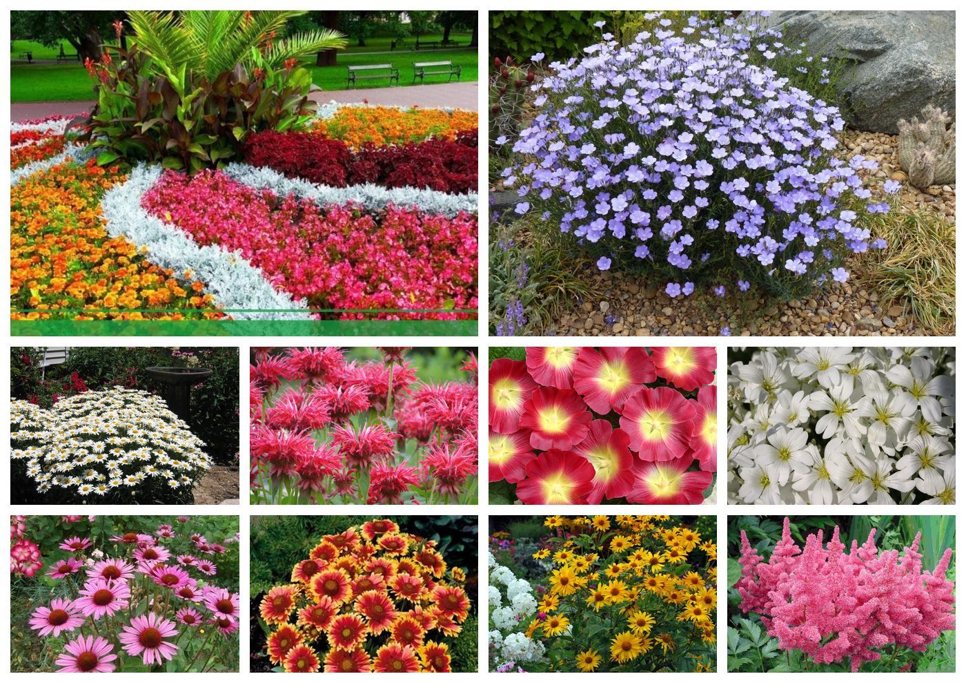 Цветы однолетники для сада неприхотливые долгоцветущие низкорослые фото и названия