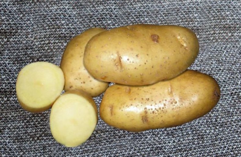 Сорт картофеля ред скарлет, описание, характеристика и отзывы, а также особенности выращивания