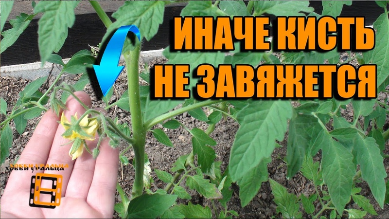 Почему помидоры жируют, дают много пустоцветов, опадают завязи: разбираем проблемы с урожаем  на supersadovnik.ru
