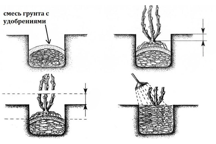 Схема высадки малины