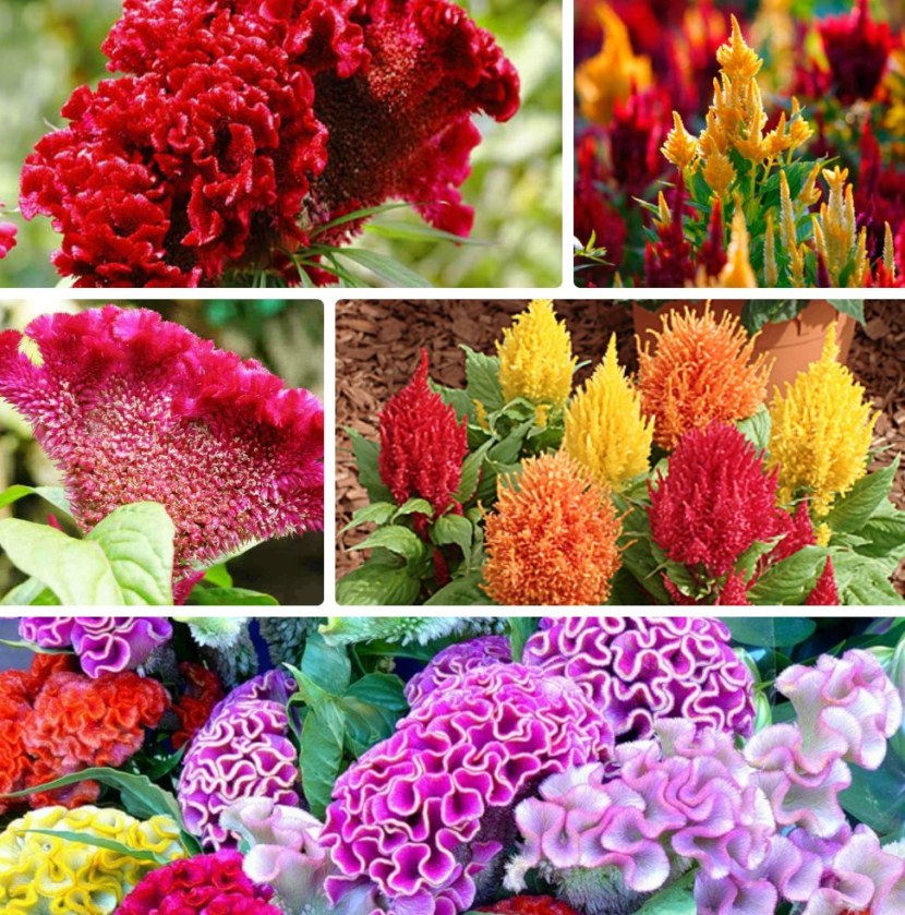 Разновидности цветов фото с названиями