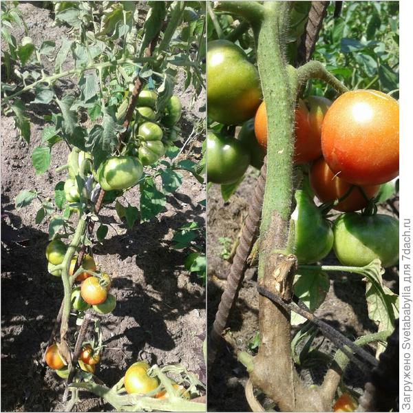 Почему чернеют помидоры на грядках и в теплице и как их лечить
