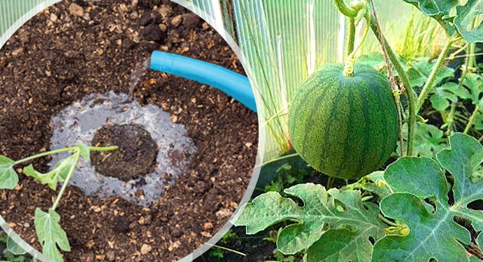 Выращивание арбузов в теплице - пошаговая инструкция, как выбрать сорт, как посадить и ухаживать, схемы и фото