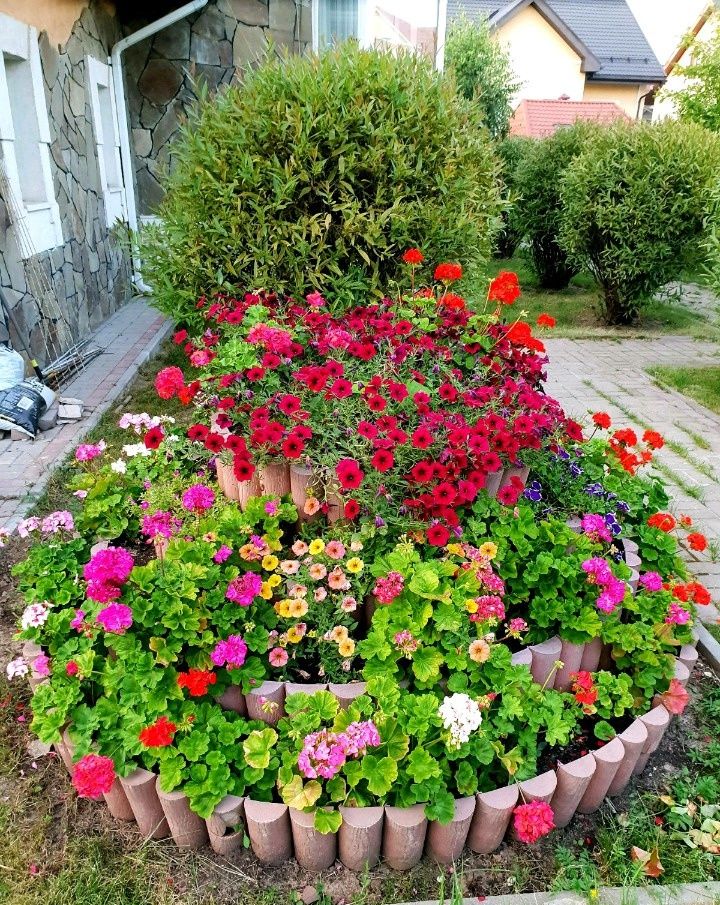 Садовые герани или пеларгонии: виды уличных сортов и выращивание в цветнике