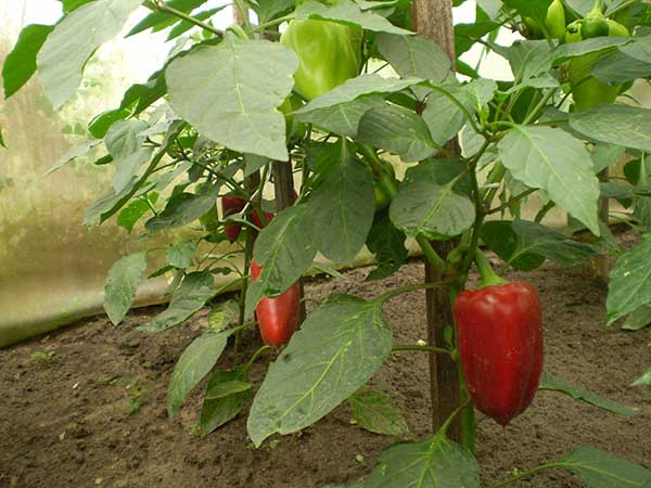 Перец болгарский выращивание и уход: от посева семян до сбора урожая