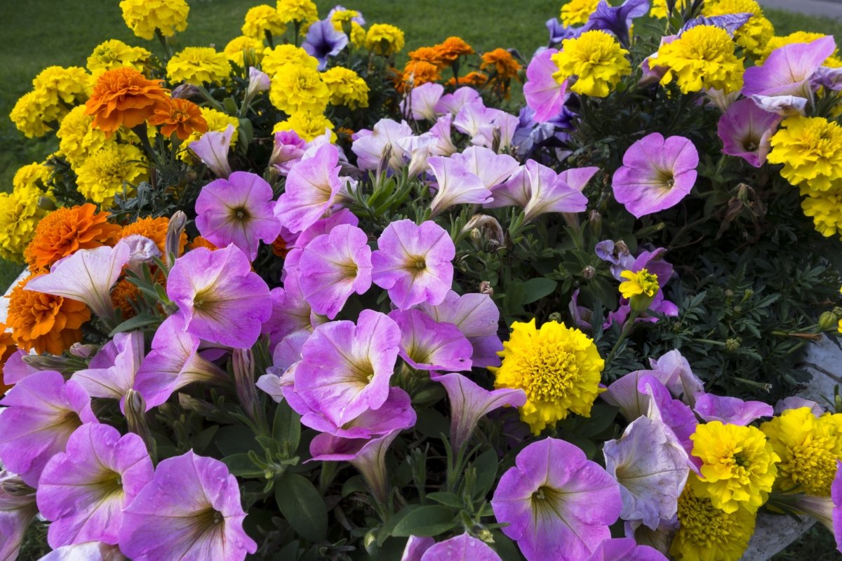 8 лучших многолетников, способных цвести все лето. какие многолетие цветы долго цветут. описание и фото — ботаничка.ru