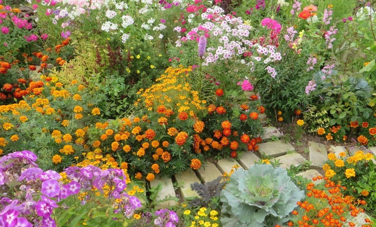 Тенелюбивые цветы для сада: однолетние и многолетние, кустарники и вьюны