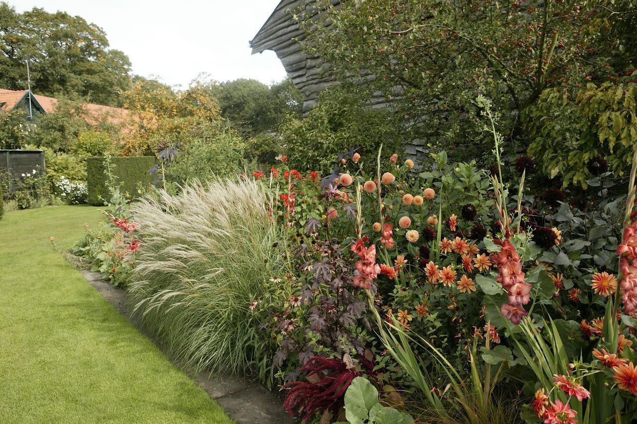 Как посадить и вырастить красивые гладиолусы в саду