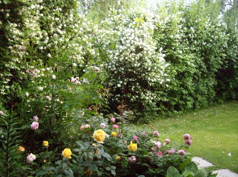 Кустарники жасмина: описание сортов, правила выращивания садовых растений, польза для людей
