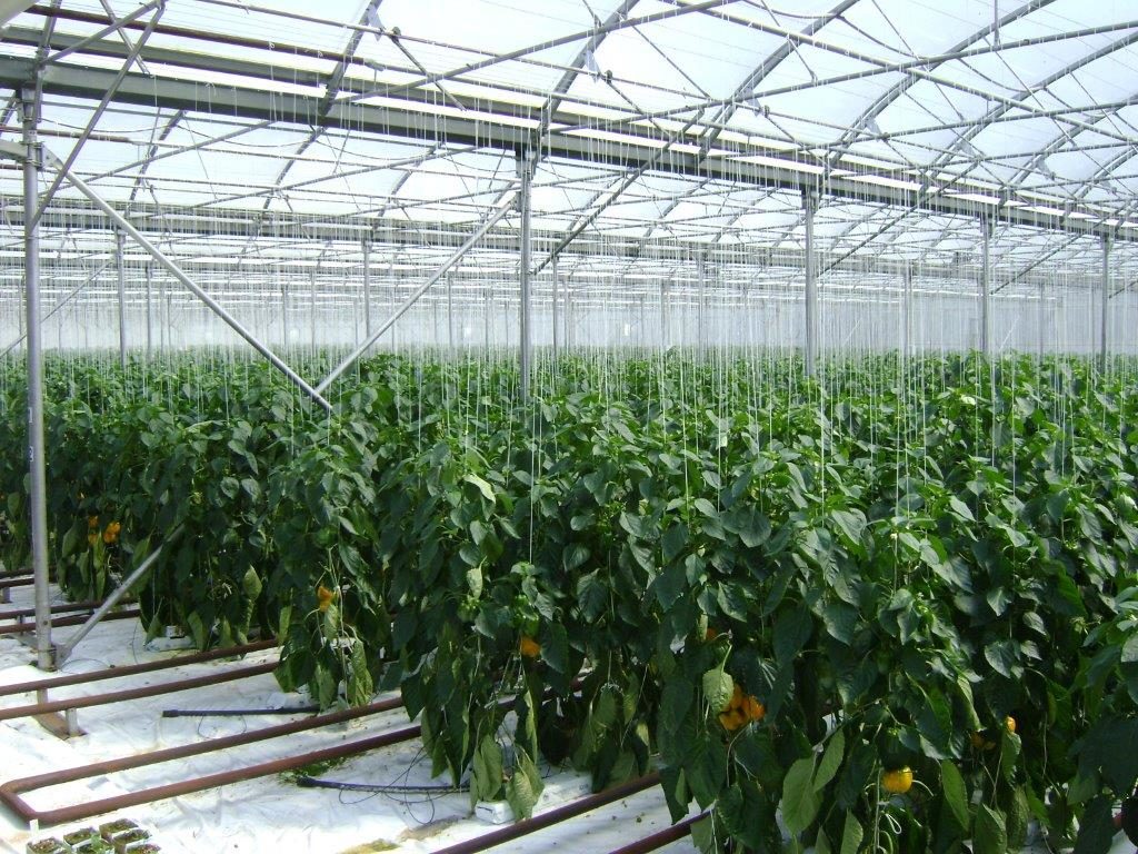 Бизнес план тепличного хозяйства: образец, с чего начать выращивание овощей, зелени, документы, расходы и доходы от теплицы
