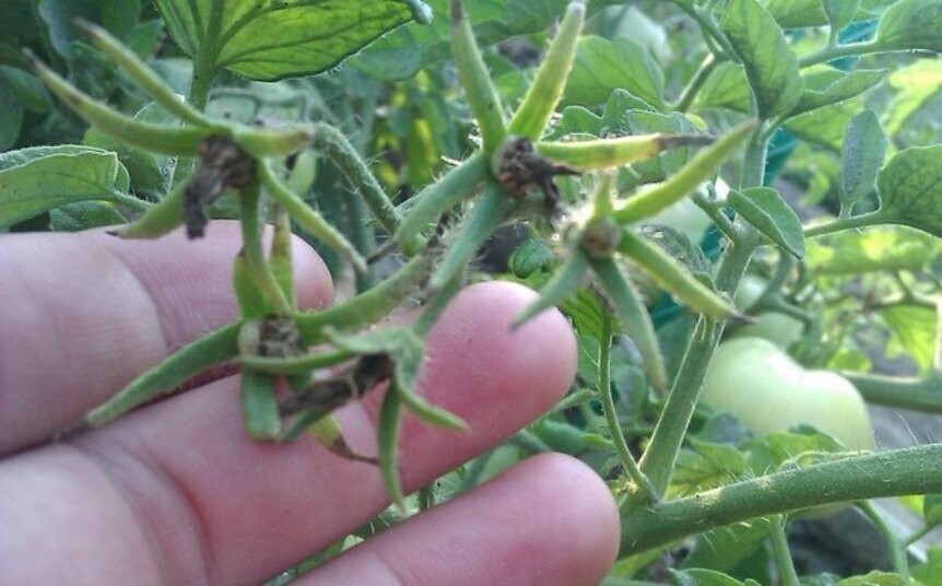 Почему на помидорах мало цветов и завязей?