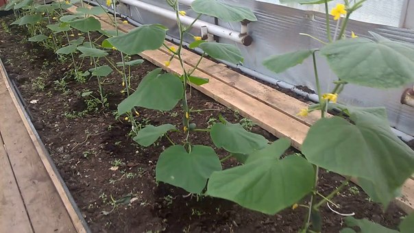 Как выращивать огурцы в теплице: пошаговая инструкция