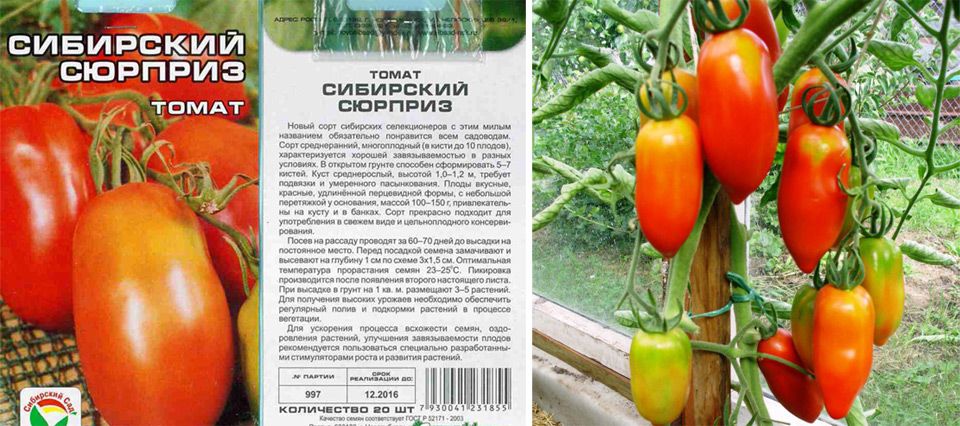 Вкуснейшие помидоры для Сибири в теплице: лучшие сорта