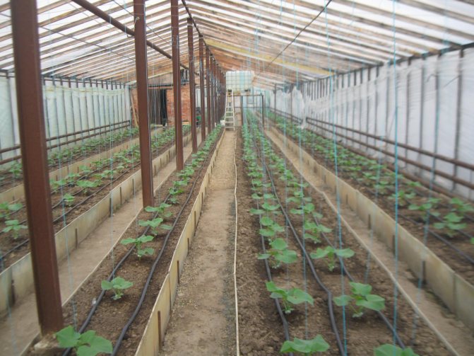 Выращивание огурцов в теплице зимой > видео + фото + способы и условия