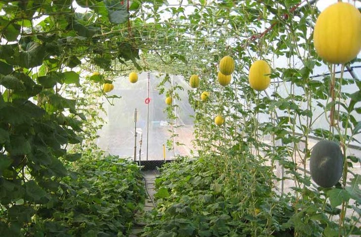 Выращивание сладких арбузов в подмосковной теплице