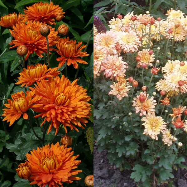Цветы хризантемы: описание, виды, выращивание