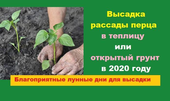 Как посадить помидоры в теплице из поликарбоната?