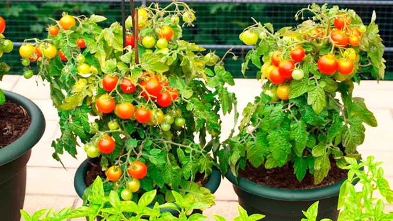 Томат балконное чудо: отзывы, фото, урожайность, описание и выращивание сорта