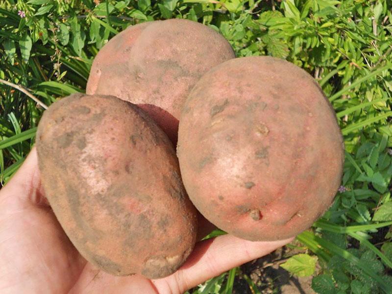 ᐉ сорта картофеля для западно-сибирского региона: список - roza-zanoza.ru