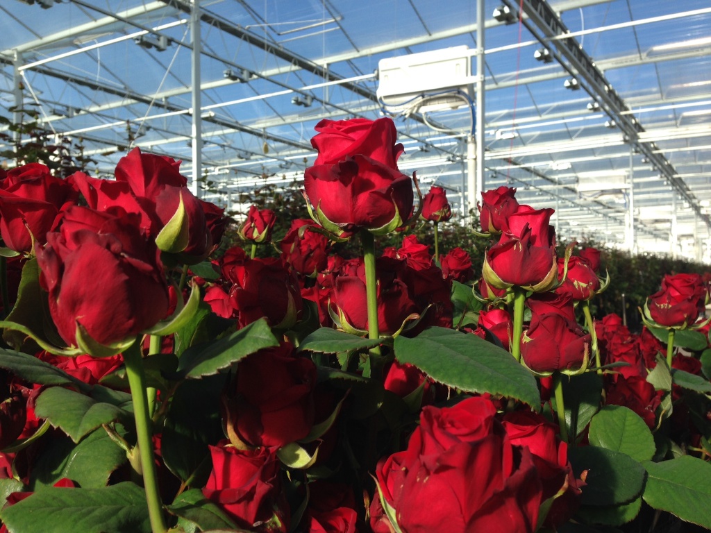 Бизнес по выращиванию роз в теплице: нюансы, правила » eтеплица