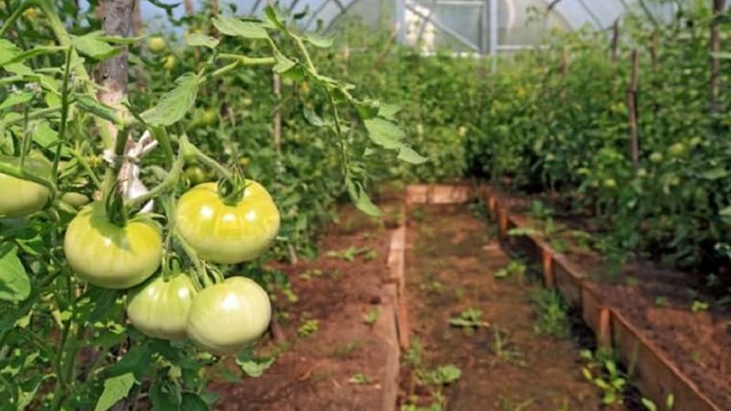 Почему помидоры растут в теплице и на открытом грунте кислые на вкус 3.	адреса
