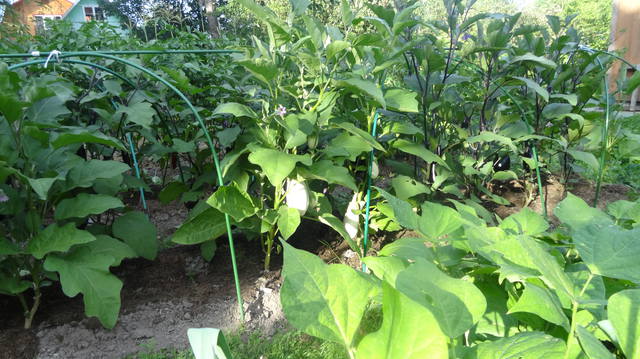 Что можно сажать с помидорами в одной теплице. 6 растений, которые можно посадить с помидорами в теплице