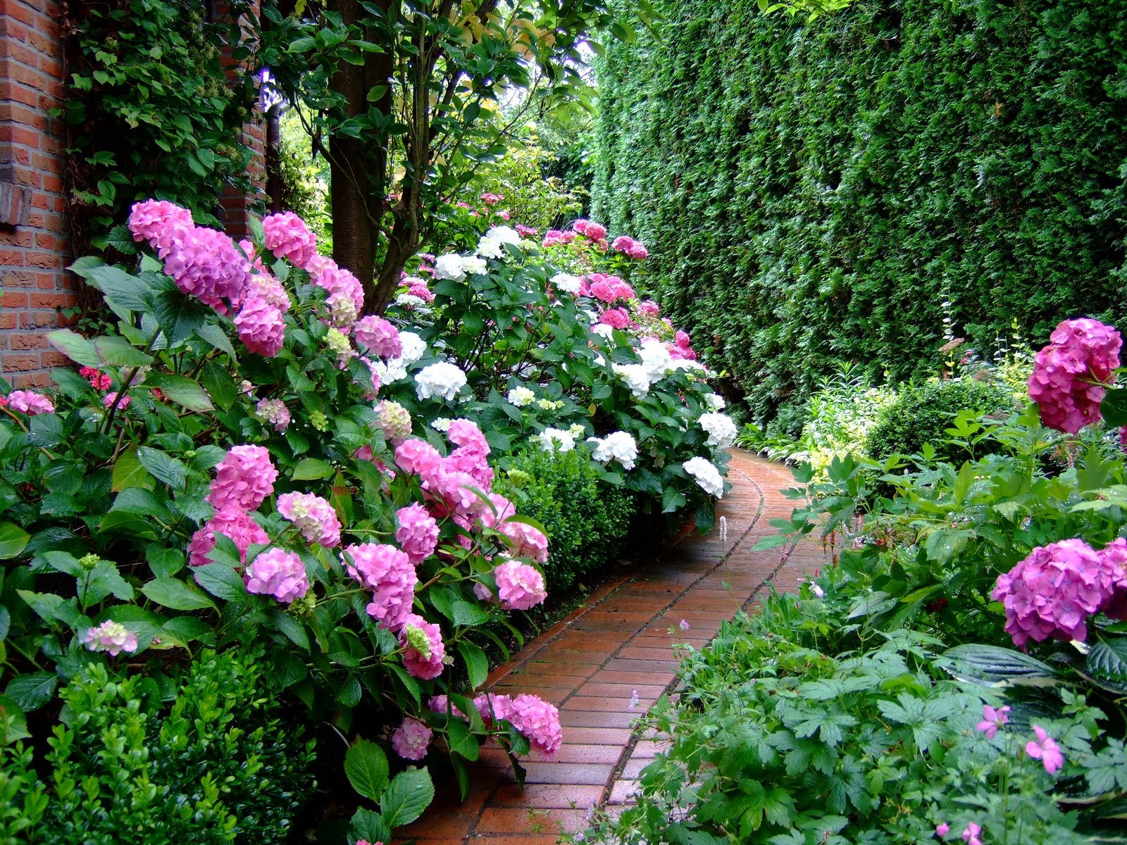 Гортензия садовая: изысканное украшение вашего ландшафта