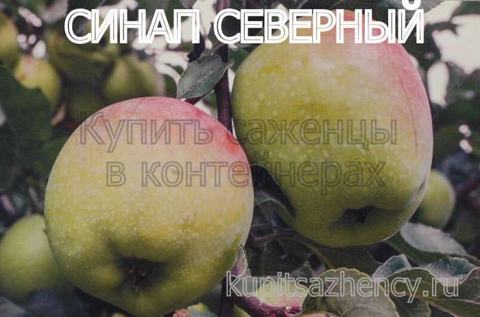 Выбираем лучшие сорта яблонь для подмосковья: ранние, летние и зимние  на supersadovnik.ru