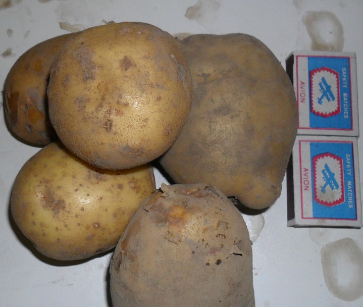 Описание лучших сортов картофеля для выращивания в сибири