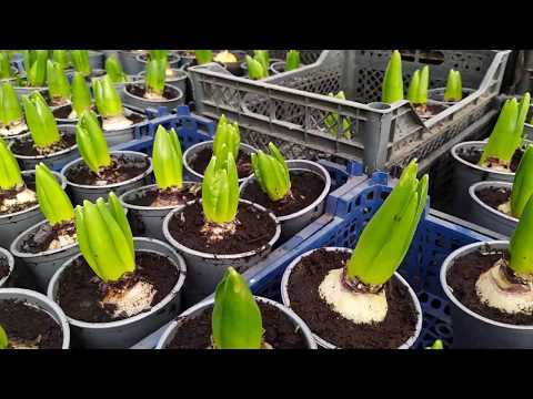Выращивание тюльпанов к 8 марта в теплице для начинающих как бизнес