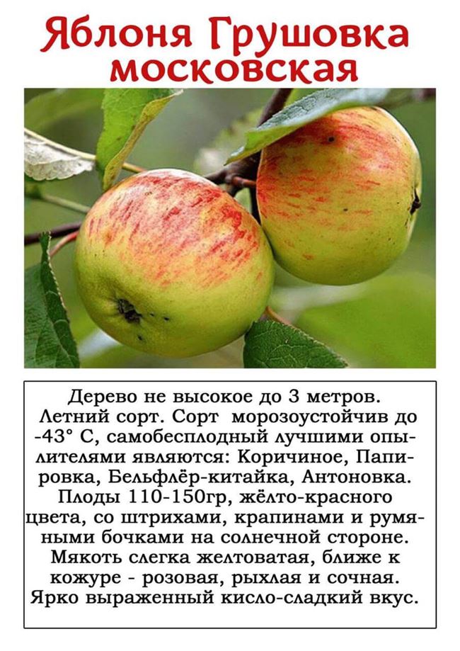 Яблони в подмосковье: описание и характеристики сортов. какие яблони лучше посадить на даче в подмосковь?
