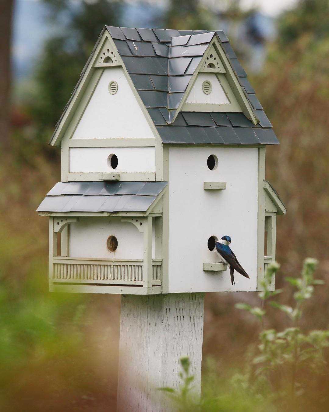 Как сделать скворечник своими руками: 105 фото простых и красивых домиков для птиц