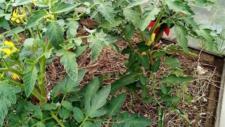 Почему помидоры в теплице и в открытом грунте цветут, а завязи нет, и что при этом нужно делать