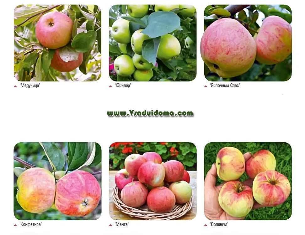 Летние сорта яблонь: описание и характеристика вида, достоинства и недостатки + фото яблок