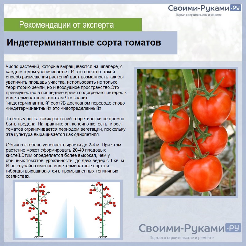 Схема посадки в теплице томатов индетерминантных и детерминантных